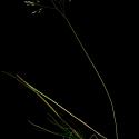 Img.VTax4039.ExN.Img2