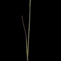Img.VTax4062.ExN.Img2