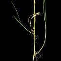 Img.VTax4073.ExN.Img11