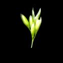 Img.VTax4073.ExN.Img6