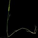 Img.VTax4077.ExN.Img2