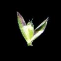 Img.VTax4077.ExN.Img6