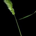 Img.VTax4078.ExN.Img6
