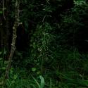 Img.VTax4113.ExN.Img4