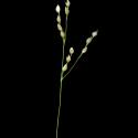 Img.VTax4113.ExN.Img9