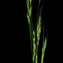 Img.VTax4118.ExN.Img1