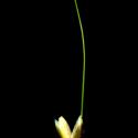 Img.VTax4118.ExN.Img7