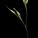 Img.VTax4119.ExN.Img1