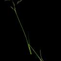 Img.VTax4119.ExN.Img3