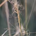 Img.VTax4123.ExN.Img2