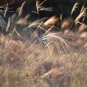 Img.VTax4123.ExN.Img4