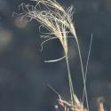 Img.VTax4123.ExN.Img7