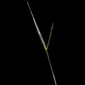 Img.VTax4125.ExN.Img6