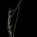 Img.VTax4126.ExN.Img3