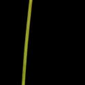Img.VTax4126.ExN.Img6
