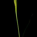 Img.VTax4127.ExN.Img1