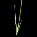 Img.VTax4127.ExN.Img7