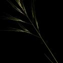 Img.VTax4133.ExN.Img1