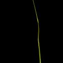 Img.VTax4133.ExN.Img3