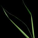 Img.VTax4138.ExN.Img8
