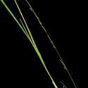 Img.VTax4146.ExN.Img4