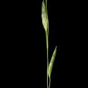 Img.VTax4151.ExN.Img7