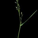 Img.VTax4154.ExN.Img1