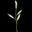 Img.VTax4155.ExN.Img7
