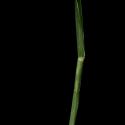 Img.VTax4163.ExN.Img3
