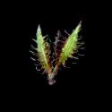 Img.VTax4167.ExN.Img6