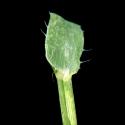 Img.VTax4167.ExN.Img8