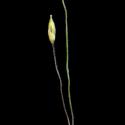 Img.VTax4172.ExN.Img6