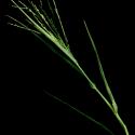 Img.VTax4173.ExN.Img9