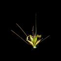 Img.VTax4174.ExN.Img8