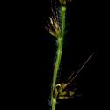 Img.VTax4174.ExN.Img9