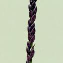 Img.VTax4181.ExN.Img12
