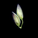 Img.VTax4181.ExN.Img9