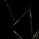 Img.VTax4191.ExN.Img12