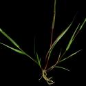 Img.VTax4191.ExN.Img14