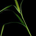 Img.VTax4192.ExN.Img9