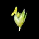 Img.VTax4202.ExN.Img3