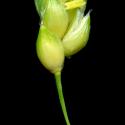 Img.VTax4202.ExN.Img9
