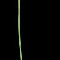 Img.VTax4207.ExN.Img1
