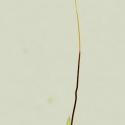 Img.VTax4207.ExN.Img4