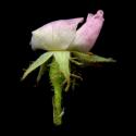 Img.VTax421.ExN.Img3