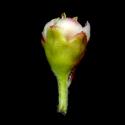 Img.VTax510.ExN.Img8