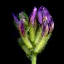 Img.VTax623.ExN.Img8