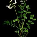 Img.VTax627.ExN.Img8