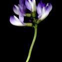 Img.VTax628.ExN.Img3