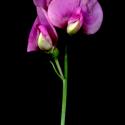 Img.VTax692.ExN.Img2